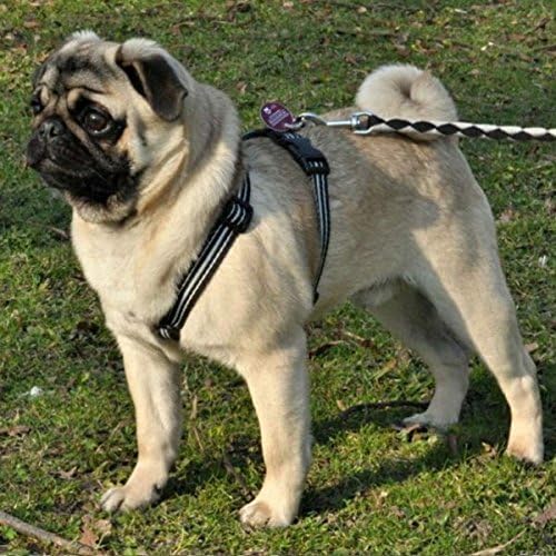 Feltmann Mopsgeschirr Hundegeschirr Soft Nylon, schwarz mit roten Pfötchen, 5-9 kg, 15 mm 5-9 kg, 15