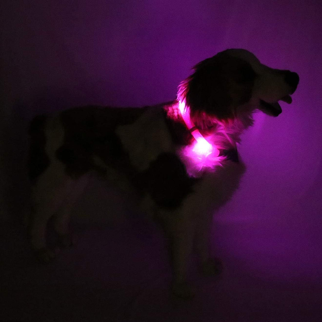 LEUCHTIE® Leuchthalsband Plus hotpink Grösse 42,5 I LED Halsband für Hunde I 100 h Leuchtdauer I was