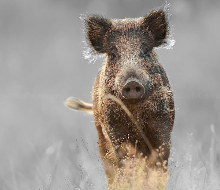 Neugieriges Wildschwein auf einem Feld B&W Detail Herdabdeckplatte & Spritzschutz aus Echtglas | Für