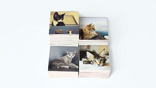 Remember MEM01 Memory Gedächtnisspiel Katzen – 44 Bildpaare für Katzenfreunde (88 Karten) Mehrfarbig