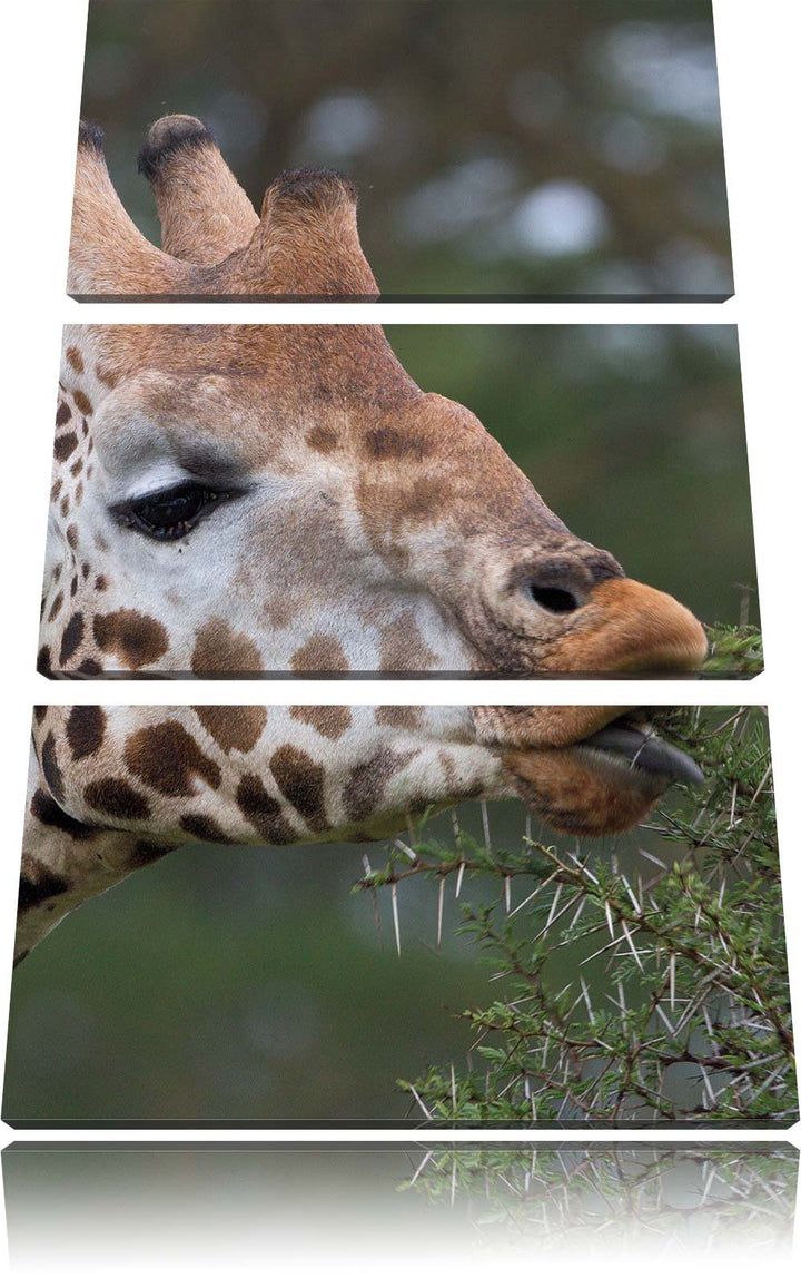 Pixxprint schöne Giraffe beim Fressen als Leinwandbild/Grösse: 3 Teilig (120x80) cm/Wandbild/Kunstdr