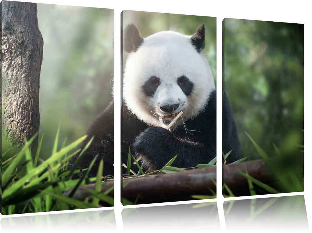 Pixxprint Niedlicher Panda isst Bambus als Leinwandbild - Grösse: 3-Teilig (120x80cm) - Wandbild - K