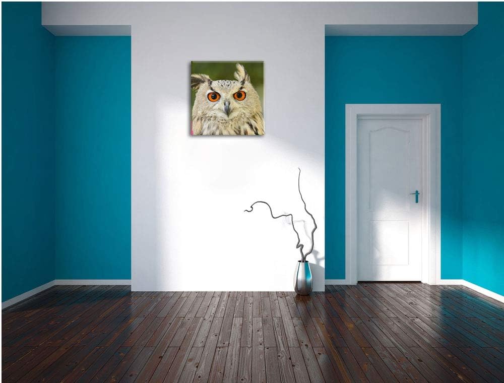 Eulen Kautz Orange Augen, Format: 70x70 auf Leinwand, XXL riesige Bilder fertig gerahmt mit Keilrahm