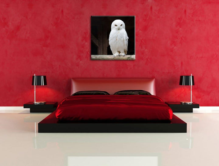 Weisse Schneeeule, Format: 70x70 auf Leinwand, XXL riesige Bilder fertig gerahmt mit Keilrahmen, Kun