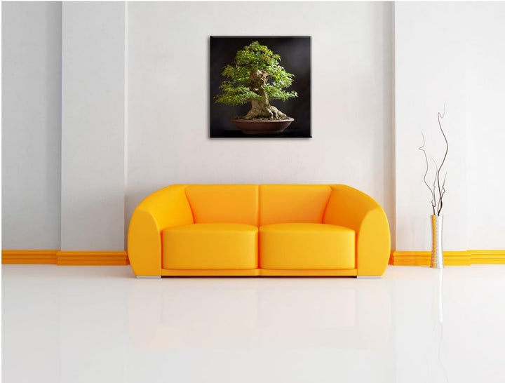 Kleiner Bonsaibaum, Format: 70x70 auf Leinwand, XXL riesige Bilder fertig gerahmt mit Keilrahmen, Ku