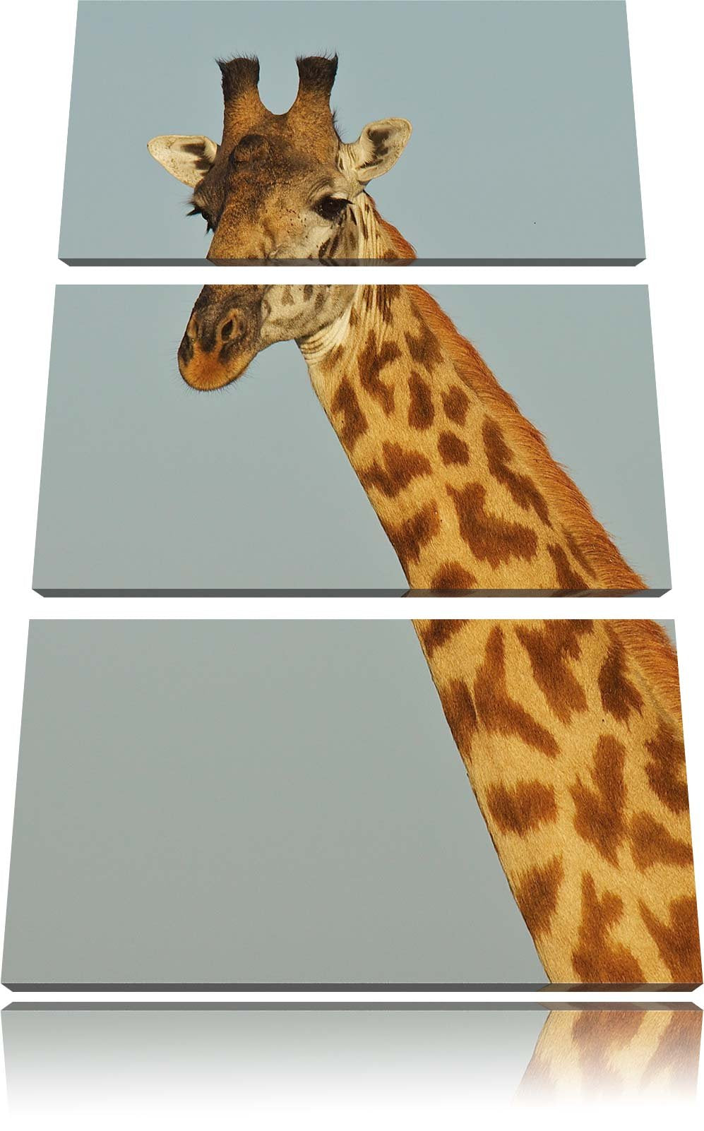Pixxprint majestätische Giraffe als Leinwandbild/Grösse: 3 Teilig (120x80) cm/Wandbild/Kunstdruck/fe