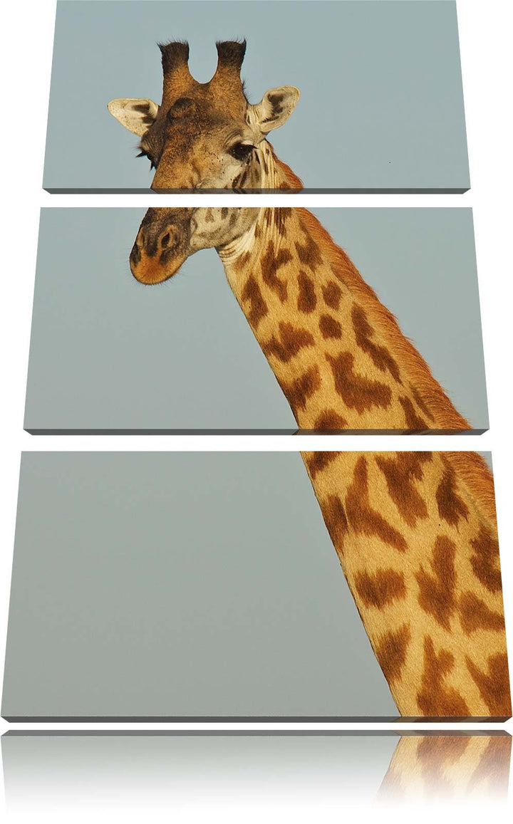 Pixxprint majestätische Giraffe als Leinwandbild/Grösse: 3 Teilig (120x80) cm/Wandbild/Kunstdruck/fe