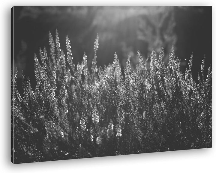 deyoli blühende Gräser Format: 80x60 Effekt: Schwarz/Weiss als Leinwand, Motiv fertig gerahmt auf Ec