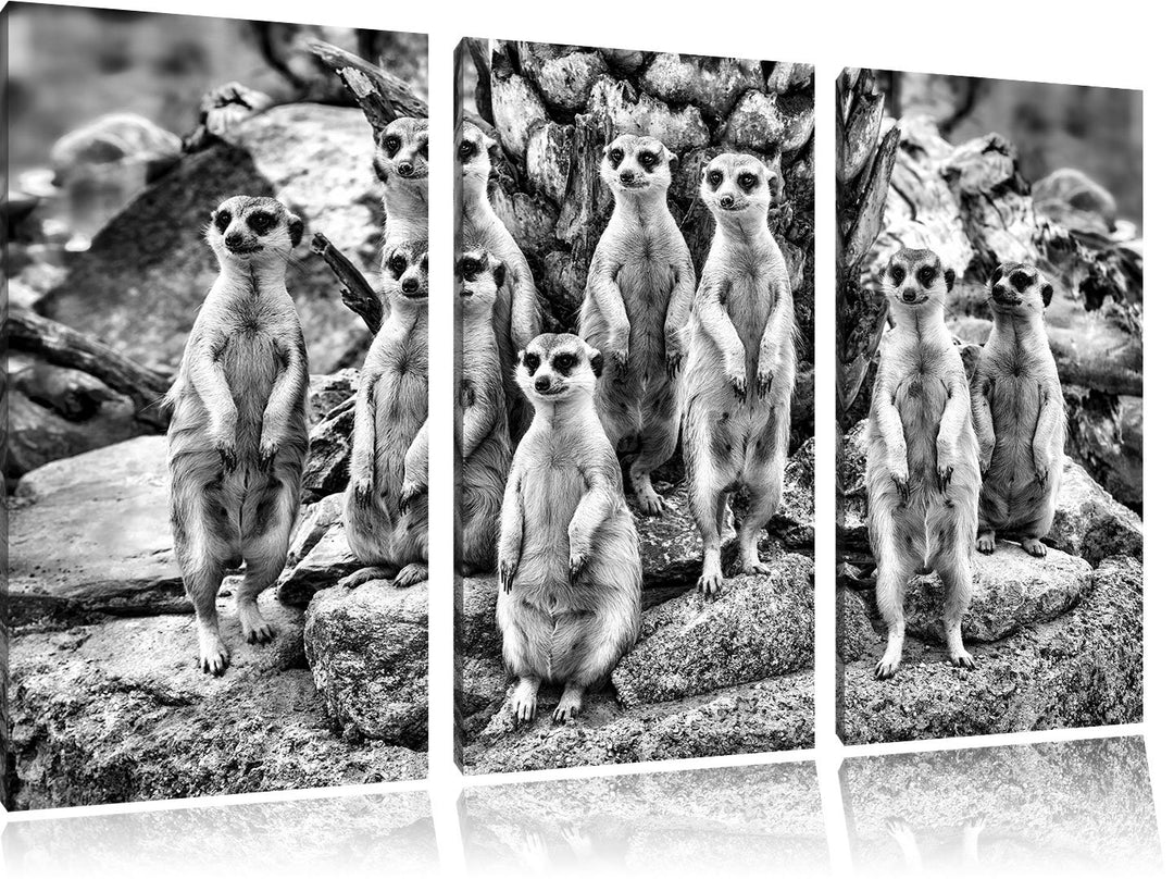 Pixxprint Lustige Erdmännchen als Leinwandbild | Grösse: 3 Teilig (120x80) | Wandbild| Kunstdruck |