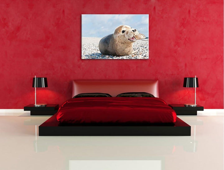 Süsse Robbe auf Steinstrand Format: 100x70 auf Leinwand, XXL riesige Bilder fertig gerahmt mit Keilr