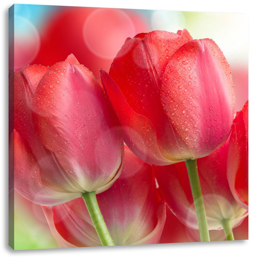 Pixxprint Rote Tulpen, Format: 70x70 auf Leinwand, XXL riesige Bilder fertig gerahmt mit Keilrahmen,