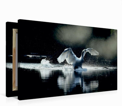 Premium Textil-Leinwand 75 x 50 cm Quer-Format Ein Bild SWANS Kalender. weiss Eleganz | Wandbild, HD