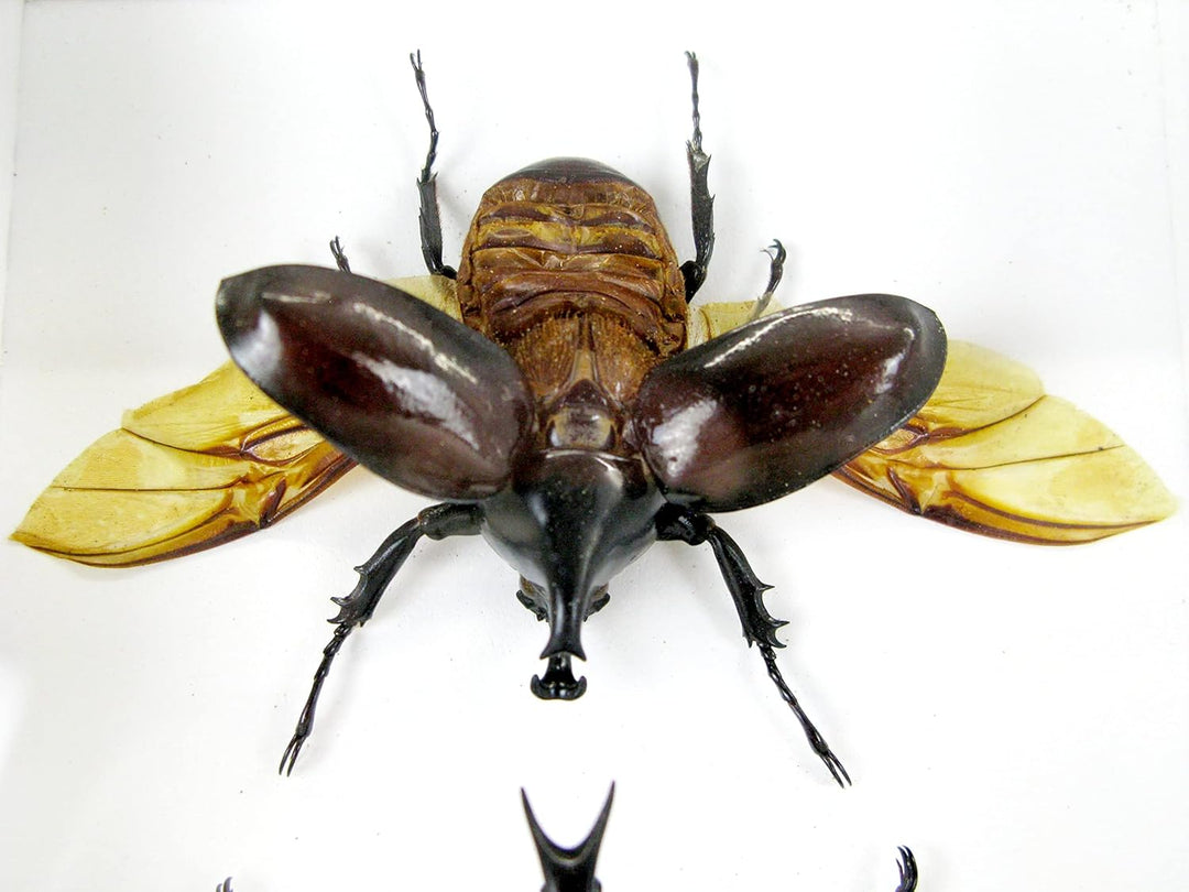 Echte präparierte und riesige Insekten, Cicaden und Krabbler im Schaukasten aus Holz hinter Glas (2