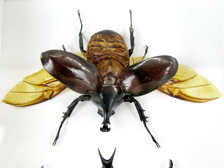 Echte präparierte und riesige Insekten, Cicaden und Krabbler im Schaukasten aus Holz hinter Glas (2