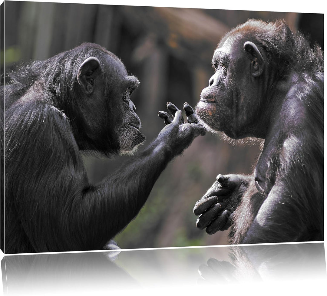 Pixxprint Schimpansen Freundschaft / 100x70cm Leinwandbild bespannt auf Holzrahmen/Wandbild Kunstdru