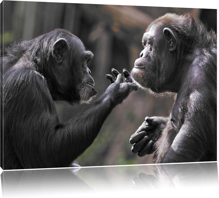 Pixxprint Schimpansen Freundschaft / 100x70cm Leinwandbild bespannt auf Holzrahmen/Wandbild Kunstdru