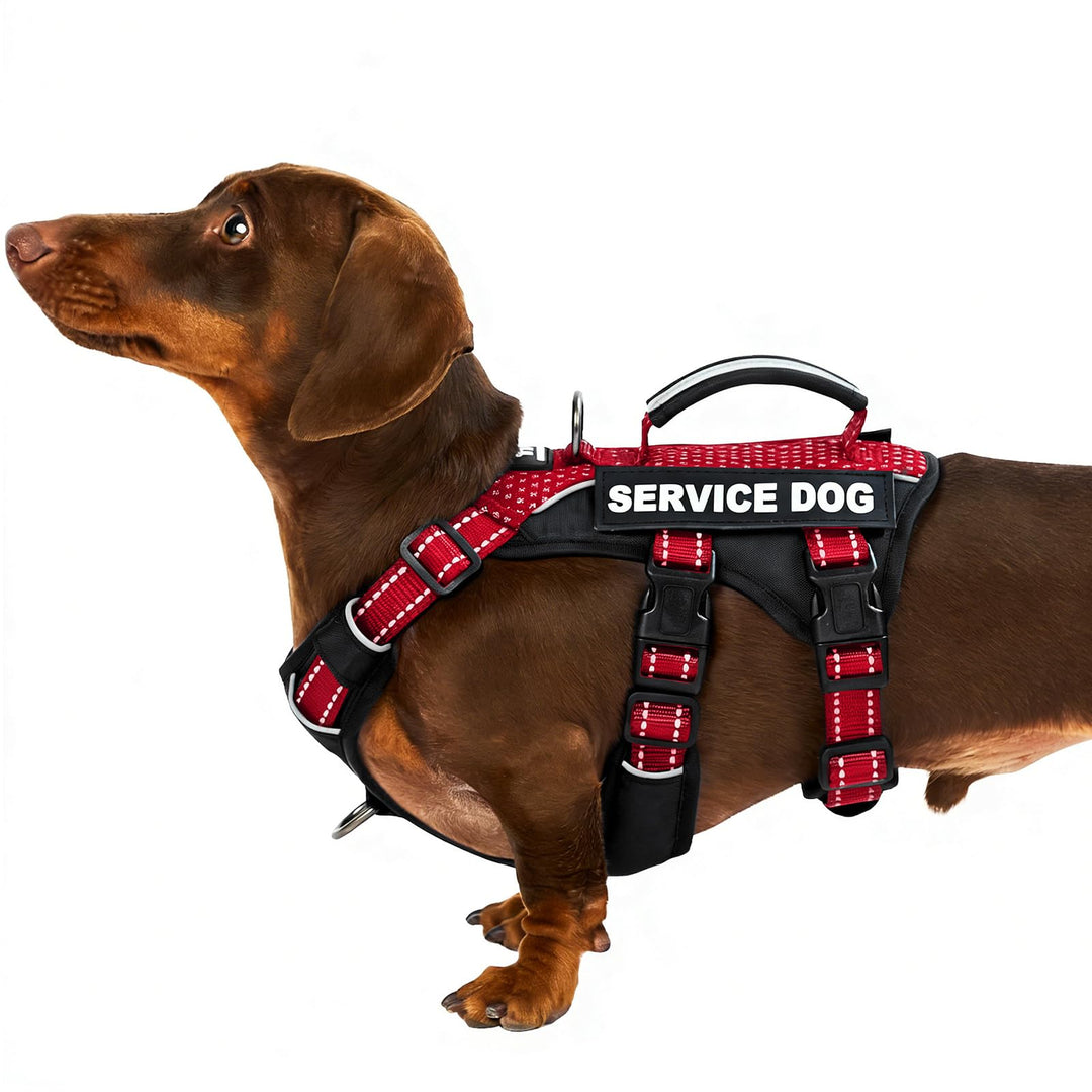 Huntboo Hundegeschirr Kleine Hunde, Sicherheitsgeschirr Hund Ausbruchsicher mit 6 Patches, Service G