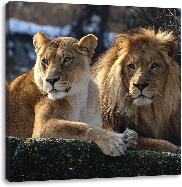 interessiertes Löwenpaar, Format: 70x70 auf Leinwand, XXL riesige Bilder fertig gerahmt mit Keilrahm