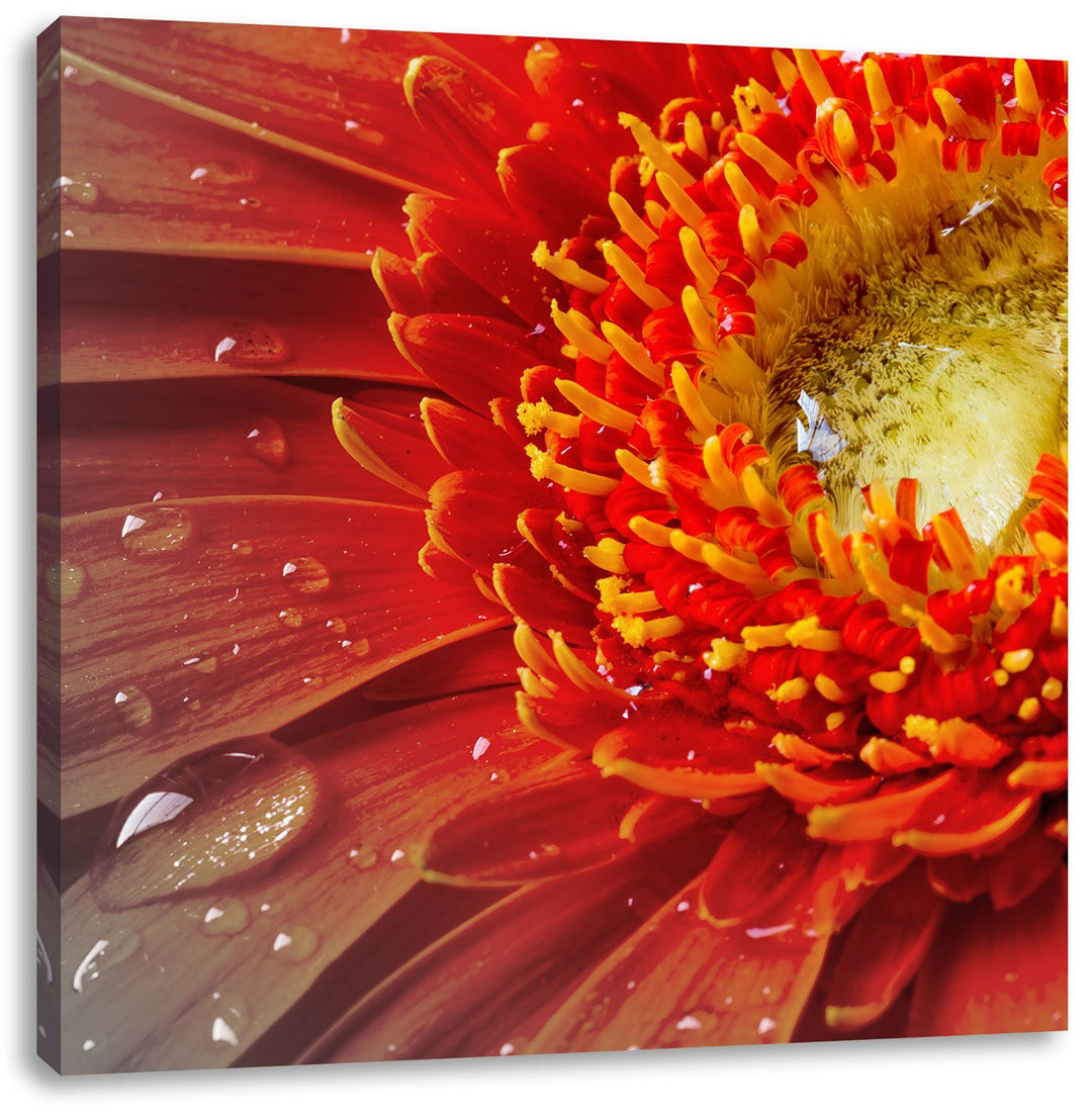 Pixxprint Gerbera mit Wassertropfen als Leinwandbild/Grösse: 70x70 cm/Wandbild/Kunstdruck/fertig bes
