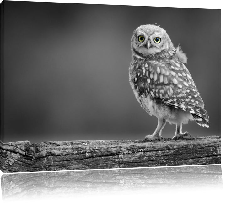 süsse Eule auf Ast schwarz/weiss Format: 100x70 auf Leinwand, XXL riesige Bilder fertig gerahmt mit