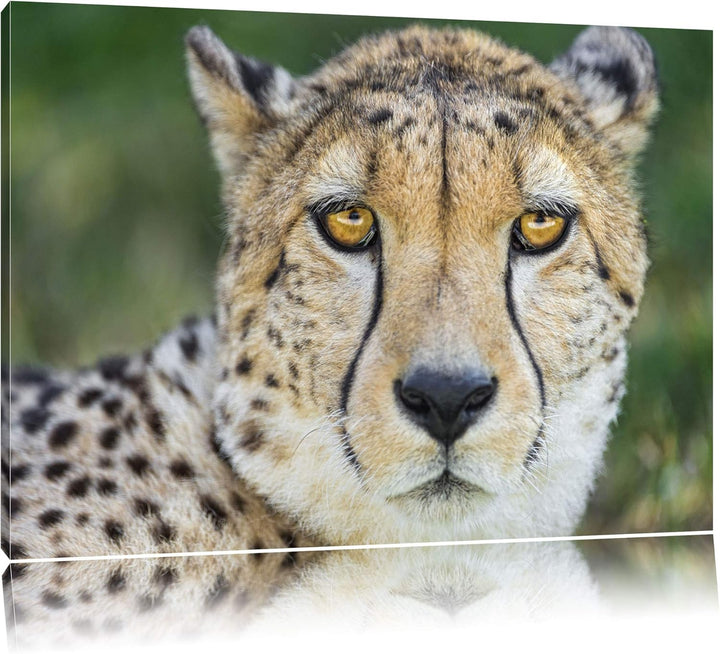 Pixxprint ruhender Gepard auf Leinwand, XXL riesige Bilder fertig gerahmt mit Keilrahmen, Kunstdruck