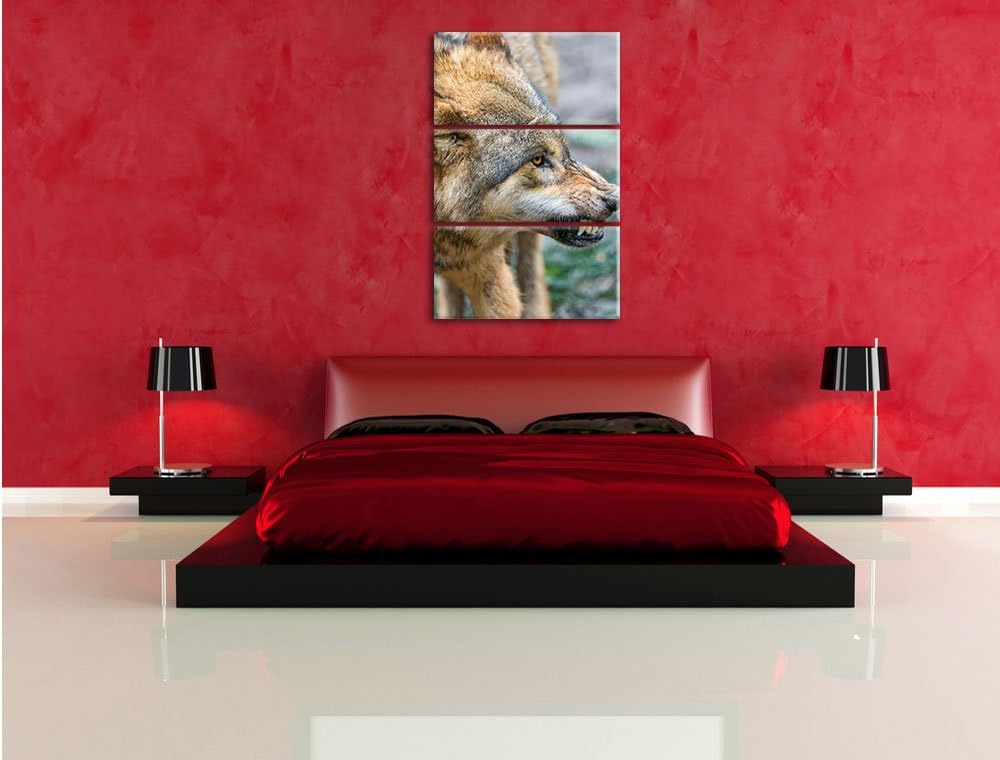 Pixxprint knurrender Wolf 3-Teiler Leinwandbild 120x80 Bild auf Leinwand