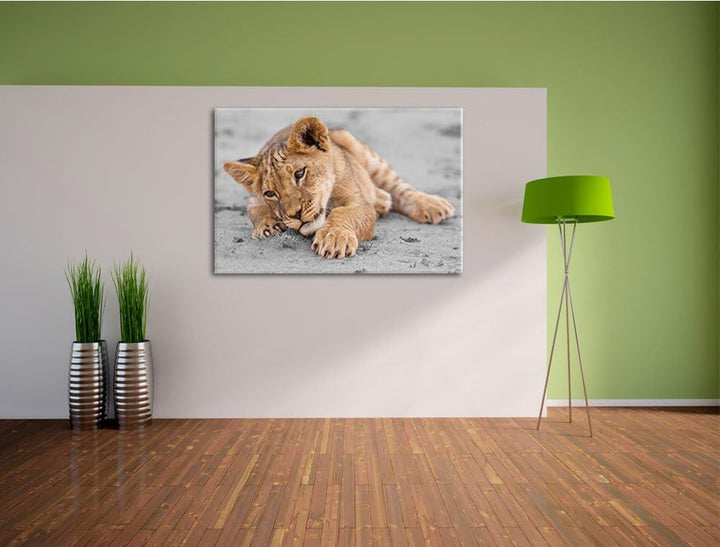 süsses Löwenbaby spielt schwarz/weiss Format: 100x70 auf Leinwand, XXL riesige Bilder fertig gerahmt