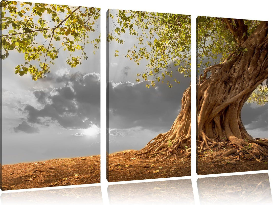 Pixxprint Baum als Leinwandbild/Grösse: 3 Teilig (120x80 cm) cm/Wandbild/Kunstdruck/fertig bespannt