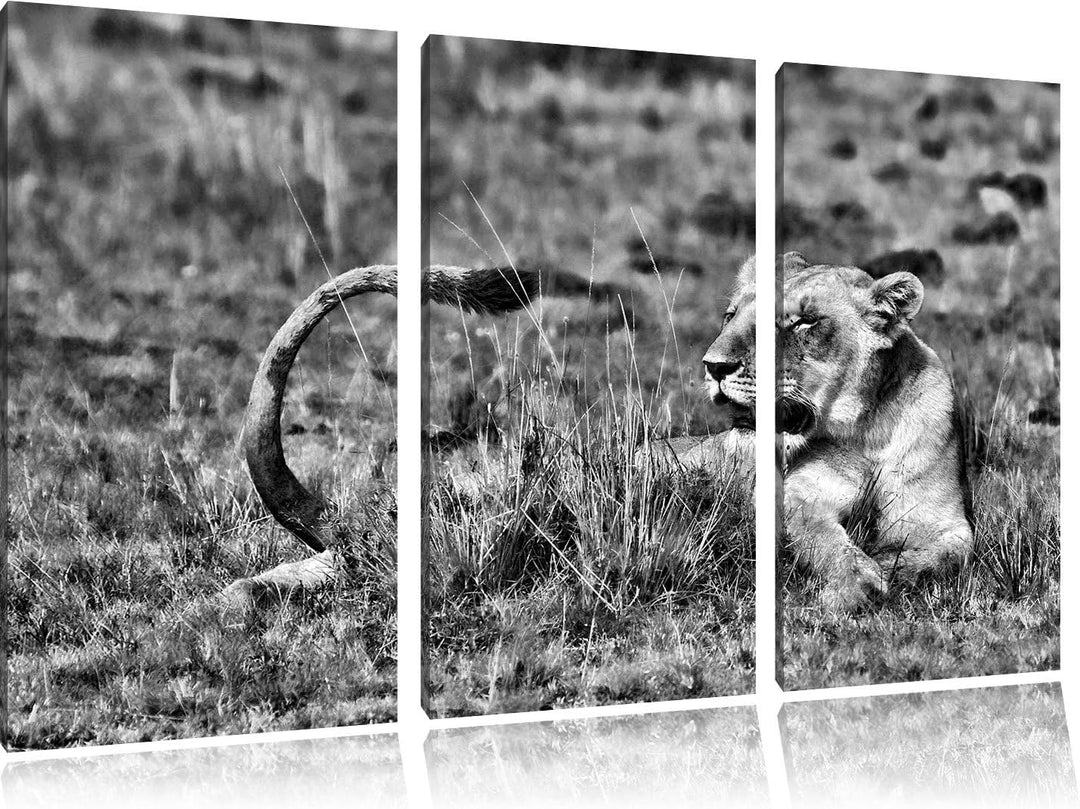 Pixxprint Löwin entspannt im Gras als Leinwandbild/Grösse: 3 Teilig (120x80) cm/Wandbild/Kunstdruck/