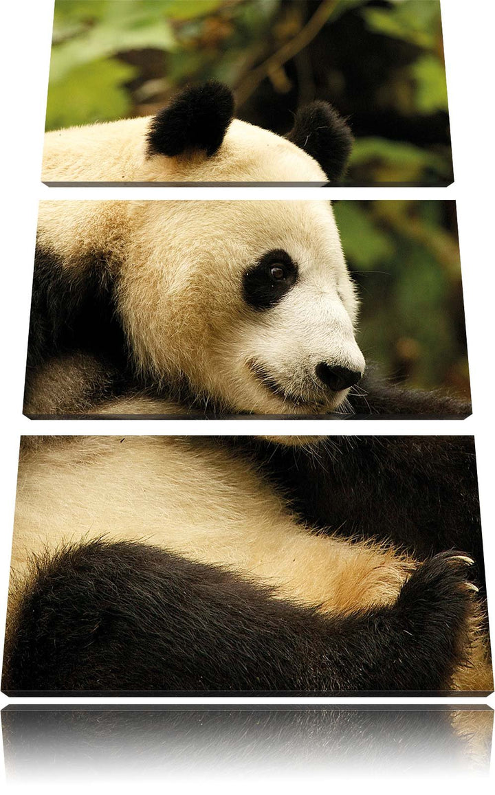 Pixxprint niedlicher Pandabär als Leinwandbild/Grösse: 3 Teilig (120x80) cm/Wandbild/Kunstdruck/fert