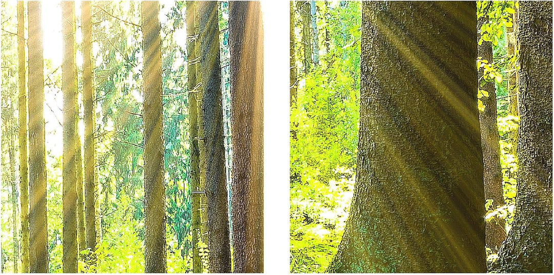 Runa Art Bild Schlafzimmer Wohnzimmer Wald Landschaft 5 Teilig Sonne Grün Wandbilder auf Vlies Leinw
