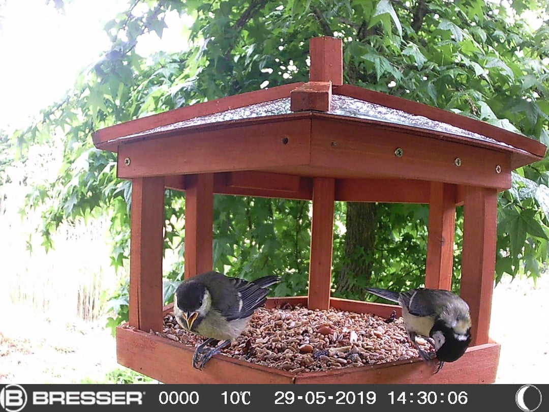 Bresser Vogel Kleintier-Kamera SFC-1 Überwachungskamera für heimische Vögel oder andere Kleintiere m