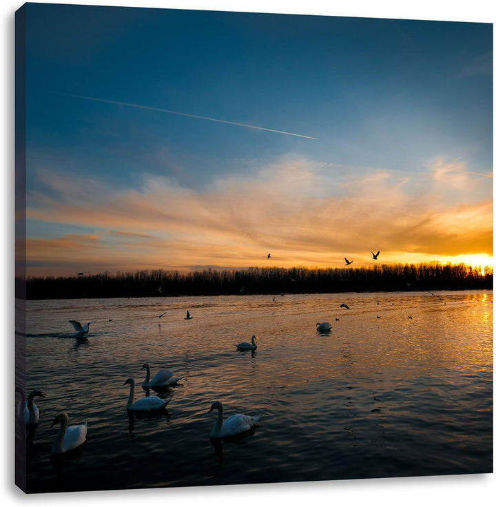 Schwäne im Sonnenuntergang, Format: 70x70 auf Leinwand, XXL riesige Bilder fertig gerahmt mit Keilra