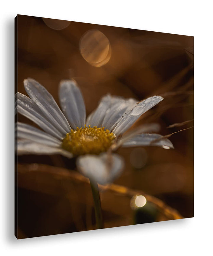 Margerite im Morgentau Format: 70x70 als Leinwandbild, Motiv fertig gerahmt auf Echtholzrahmen, Hoch