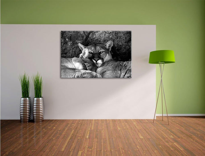 Pixxprint verschlafenes Puma Paar Kunst B&W als Leinwandbild/Grösse: 100x70 / Wandbild/Kunstdruck/fe