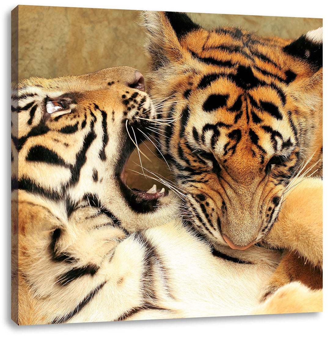 Pixxprint Zwei Junge Tiger beim Kämpfen als Leinwandbild | Grösse: 70x70 cm | Wandbild| Kunstdruck |