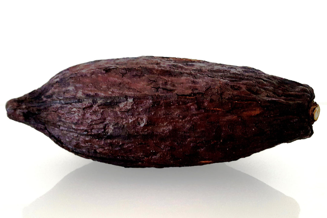 Kakaoschote XXL 12-15 cm braun Kakao Frucht Riesenfrucht echt und getrocknet | nur für Deko