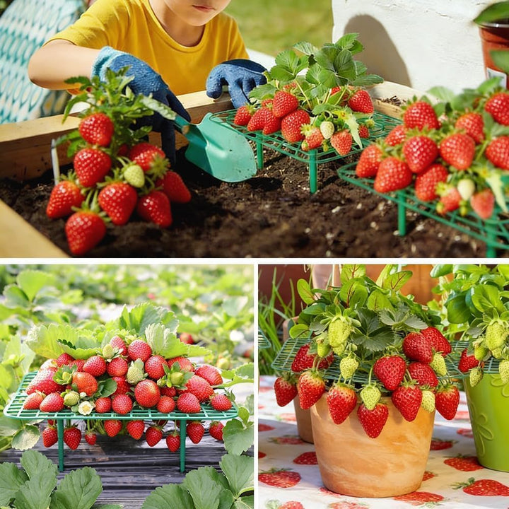 10 Stück Erdbeerstützen Ständer, Erdbeeren Schutz Quadratisch Erdbeerreifer Erdbeerregal Abnehmbares