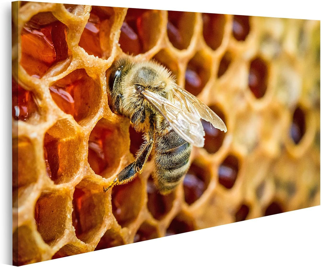 islandburner Bild auf Leinwand Bienen In Einem Bienenstock Auf Bienenwabe Bilder Wandbilder Poster L