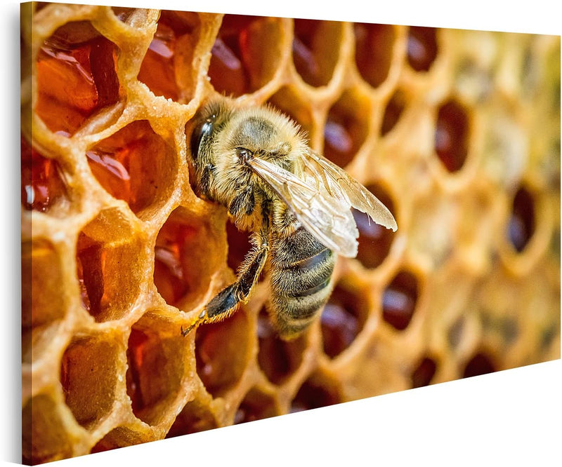 islandburner Bild auf Leinwand Bienen In Einem Bienenstock Auf Bienenwabe Bilder Wandbilder Poster L