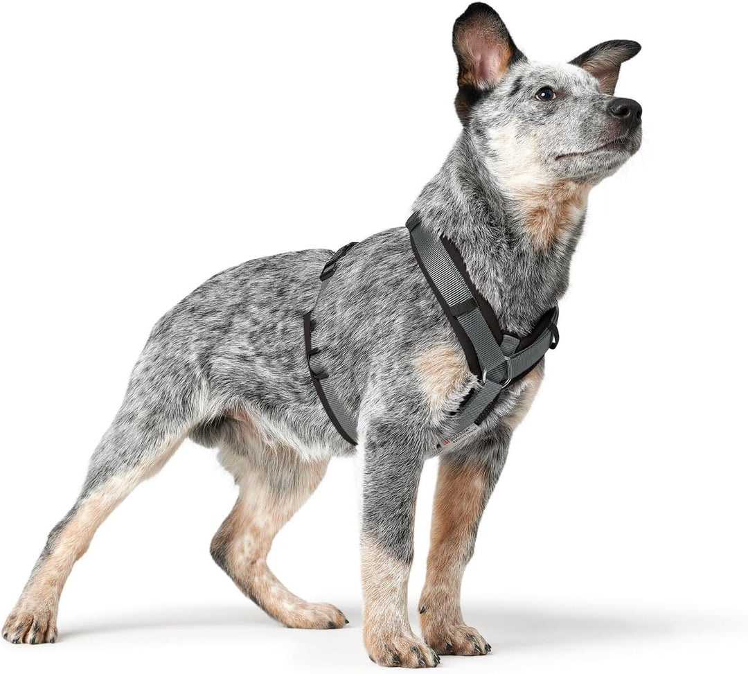 Hunter Hundegeschirr Maldon UP, Farbe: schwarz/grau, weich gepolstert & komfortabel, stark reflektie