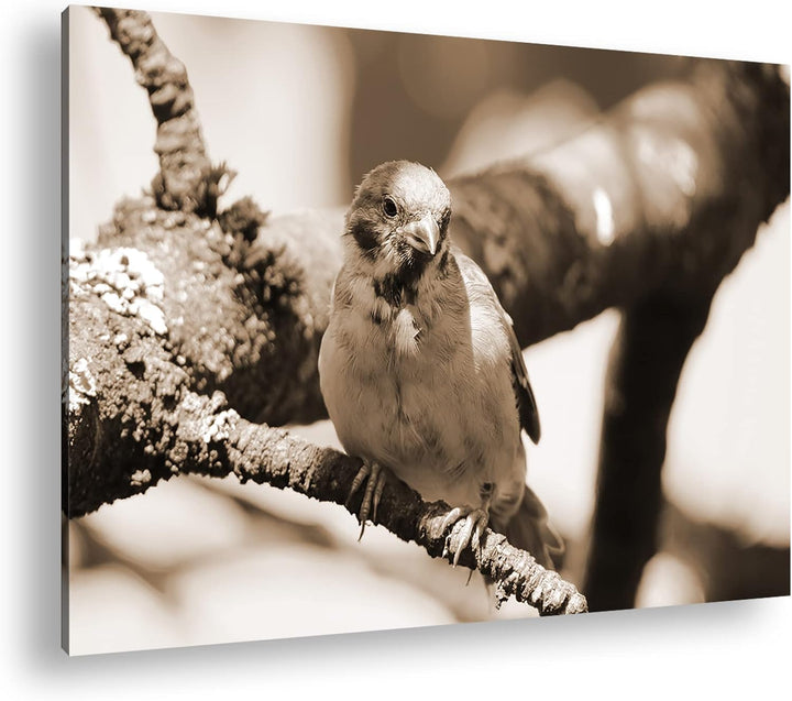 deyoli neugieriger Vogel Format: 80x60 Effekt: Sepia als Leinwandbild, Motiv fertig gerahmt auf Echt
