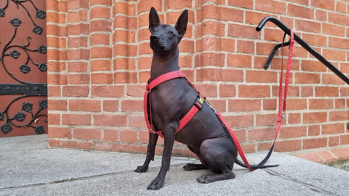 Dingo Hundegeschirre Guard Terra FIRE Grosse M (2,0 cm; B: 38-70 cm) Rot 94419 M Rot, M Rot
