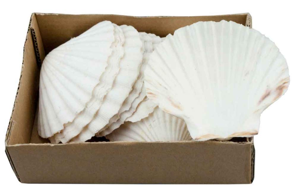 Jakobsmuscheln natur weiss 15 Stück Meer Urlaub Strand Baddeko maritime Deko Jacobs Muschel