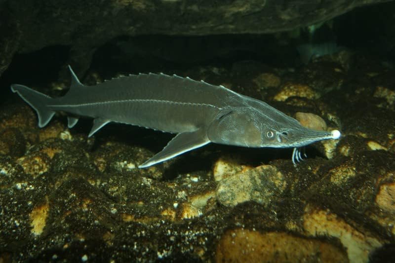 25 kg Premium Störfutter AB 3,0 mm - 45/15