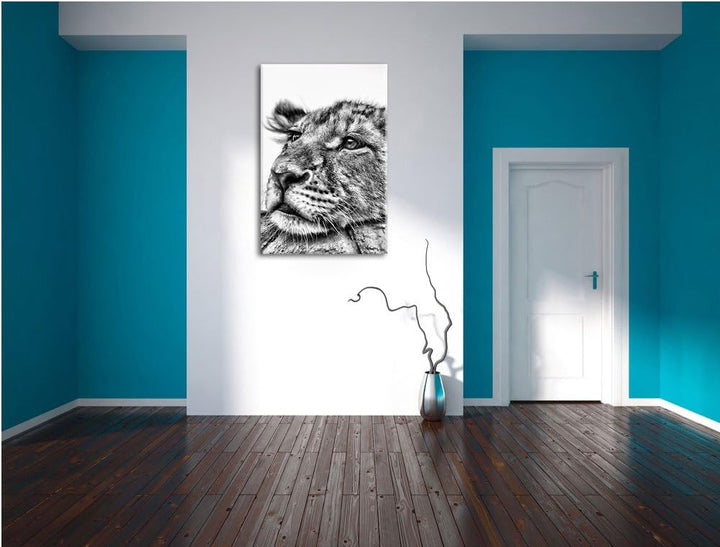 Pixxprint junger Löwe schläft als Leinwandbild/Grösse: 100x70 / Wandbild/Kunstdruck/fertig bespannt,