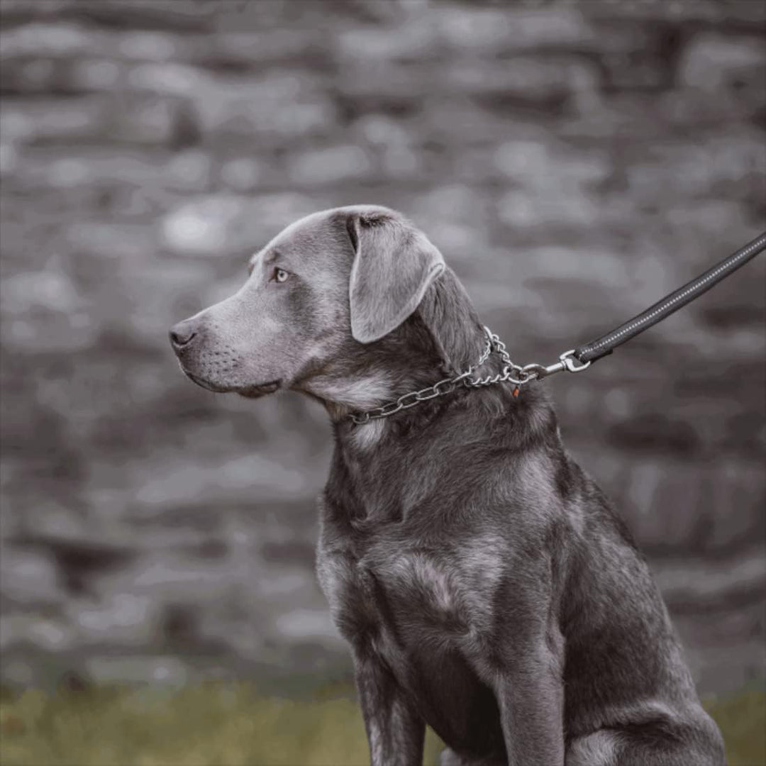 Sprenger Hundehalskette mit Durchzugskette 3mm I Edelstahl rostfreie Hundehalsband für kurz- und lan