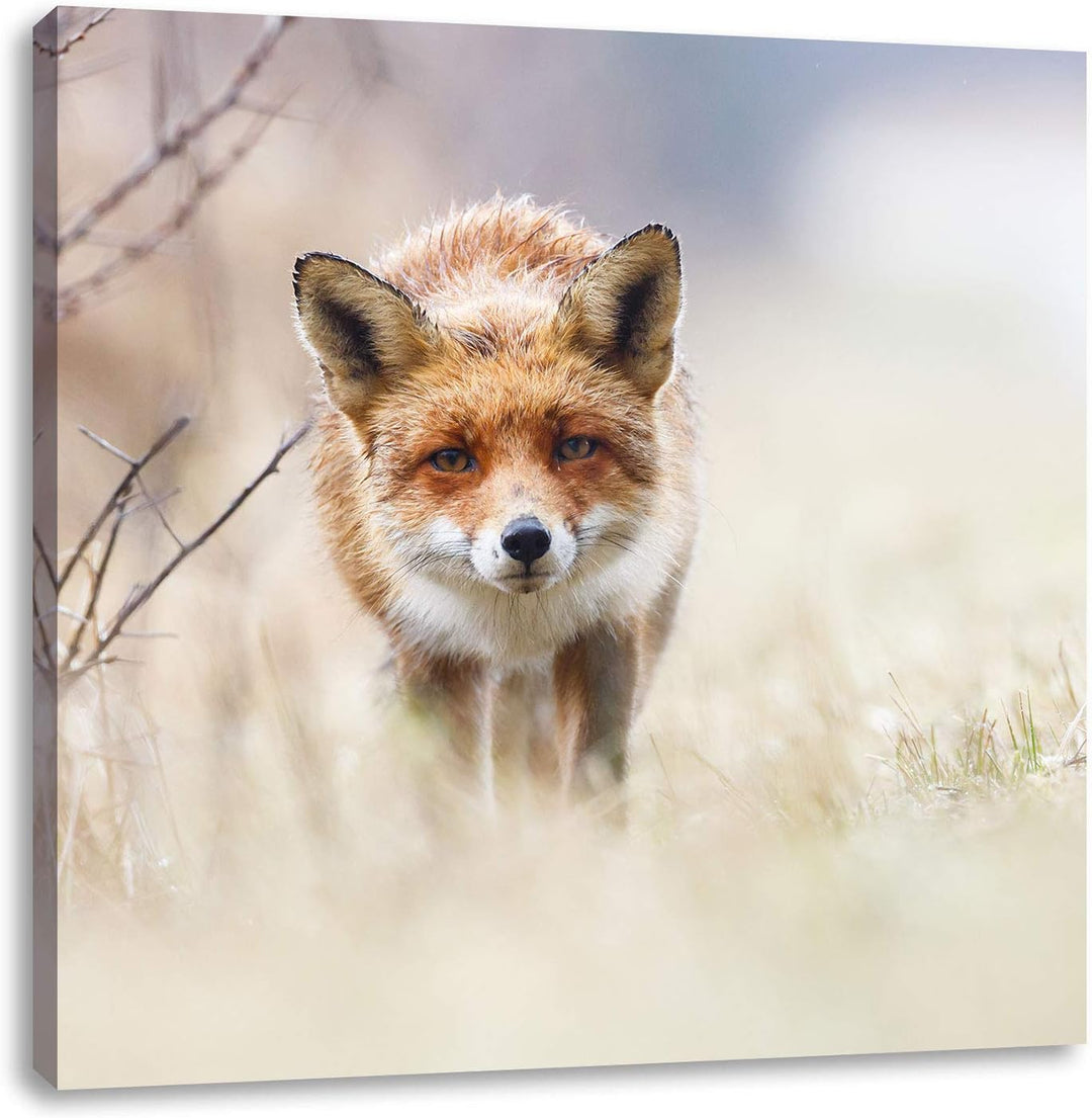 Schleichender fuchs, Format: 70x70 auf Leinwand, XXL riesige Bilder fertig gerahmt mit Keilrahmen, K
