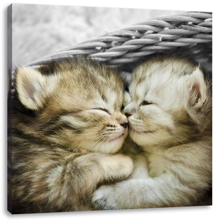 Pixxprint Zwei süsse Babykatzen im Korb als Leinwandbild/Grösse: 70x70 cm/Wandbild/Kunstdruck/fertig