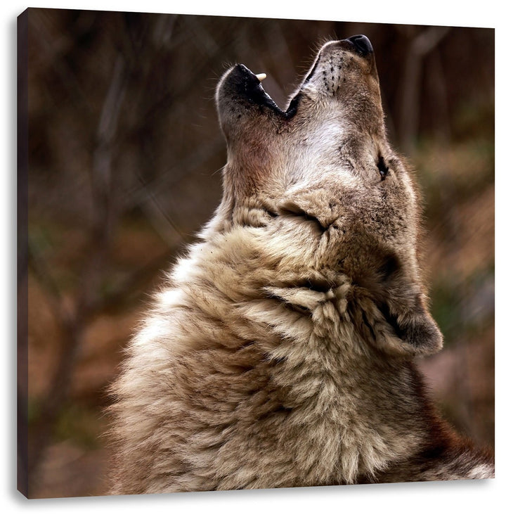 Pixxprint Heulende Wölfe, Format: 70x70 auf Leinwand, XXL riesige Bilder fertig gerahmt mit Keilrahm